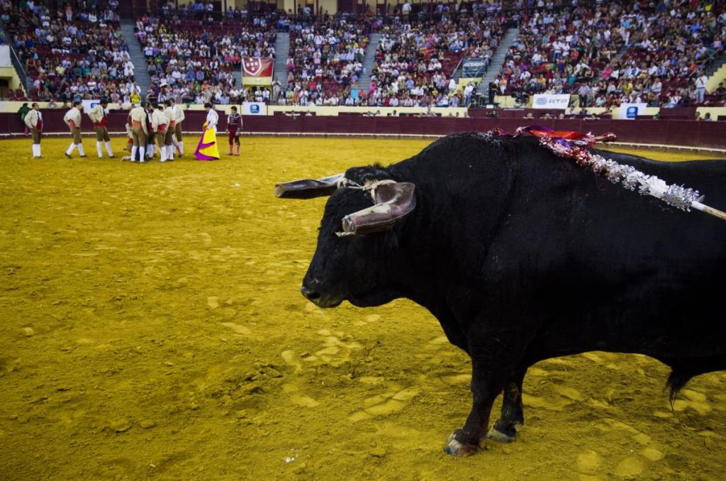 O fim das touradas: sim ou&nbsp;não?