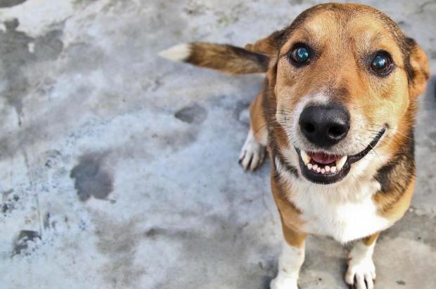 Eu Adoto, uma nova plataforma online para adotar&nbsp;animais