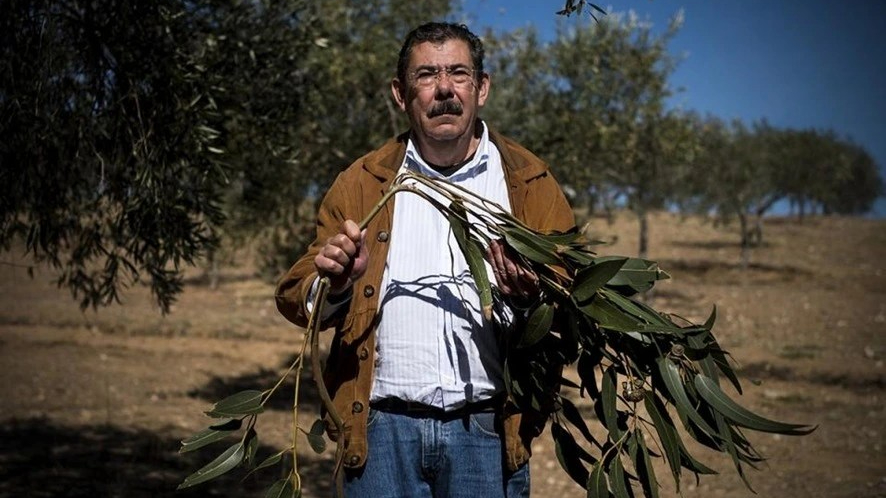 O povo que lutou contra os eucaliptos e não vê a terra arder há 30&nbsp;anos