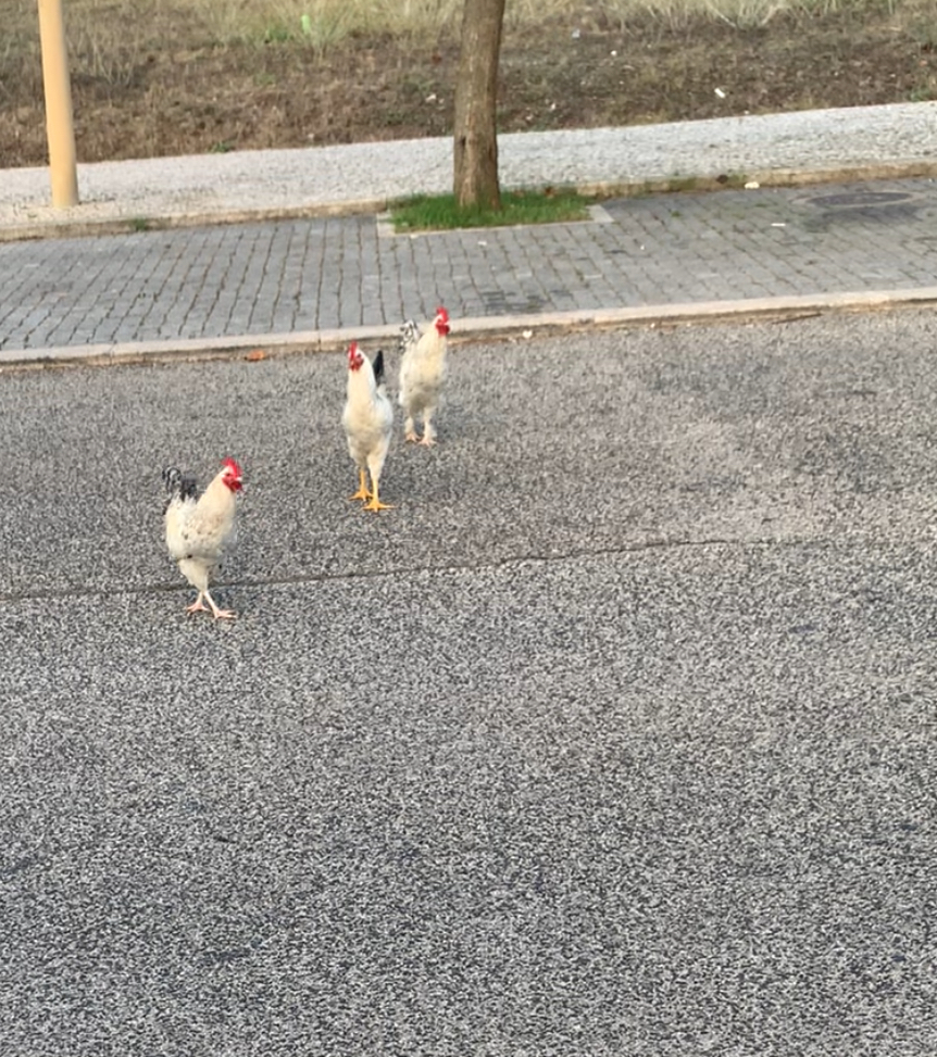 Trânsito – hoje, acordei&nbsp;ontem