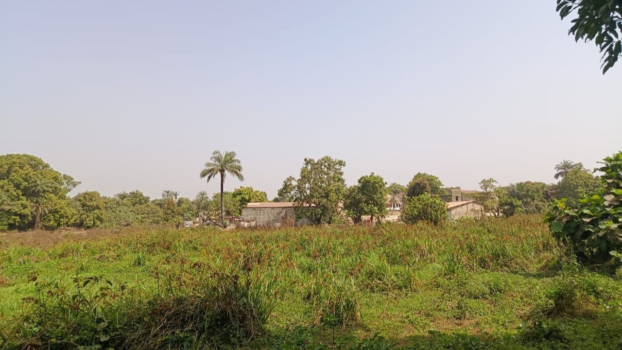 Das raízes à investigação: A trajetória de Pansau&nbsp;Tamba